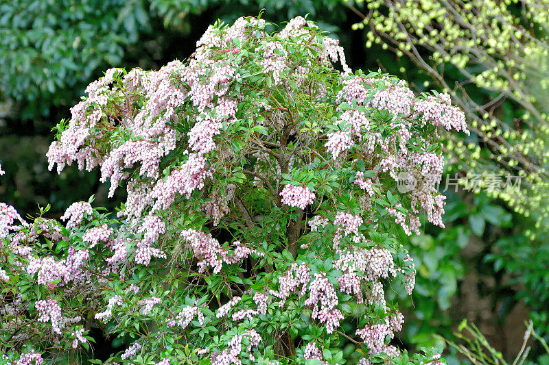 Pieris japonica /日本仙女座花